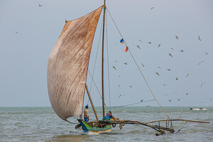 Sri Lanka: pêcheurs de Negombo